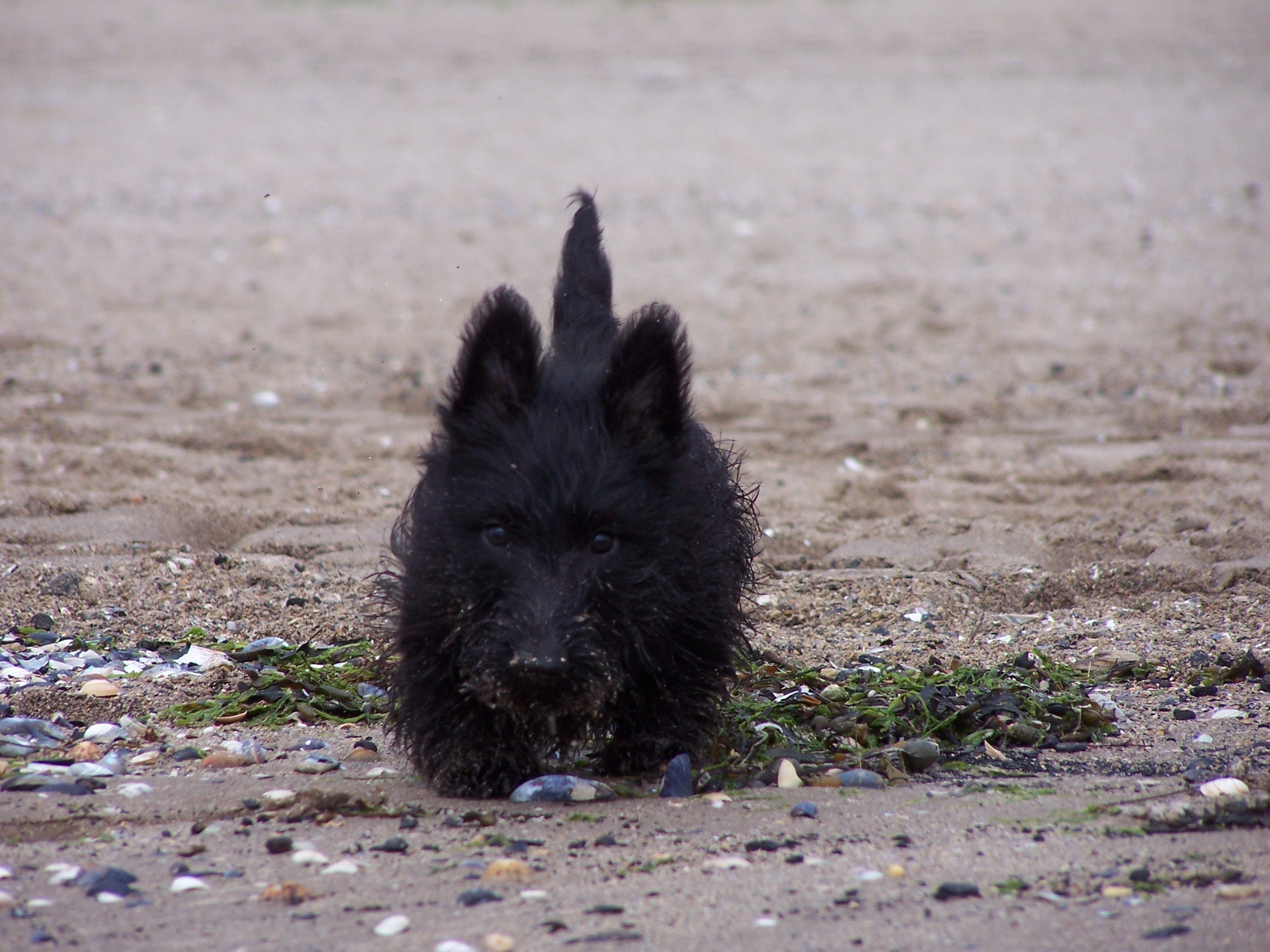 Dog running along the beach in the Outer Hebrides