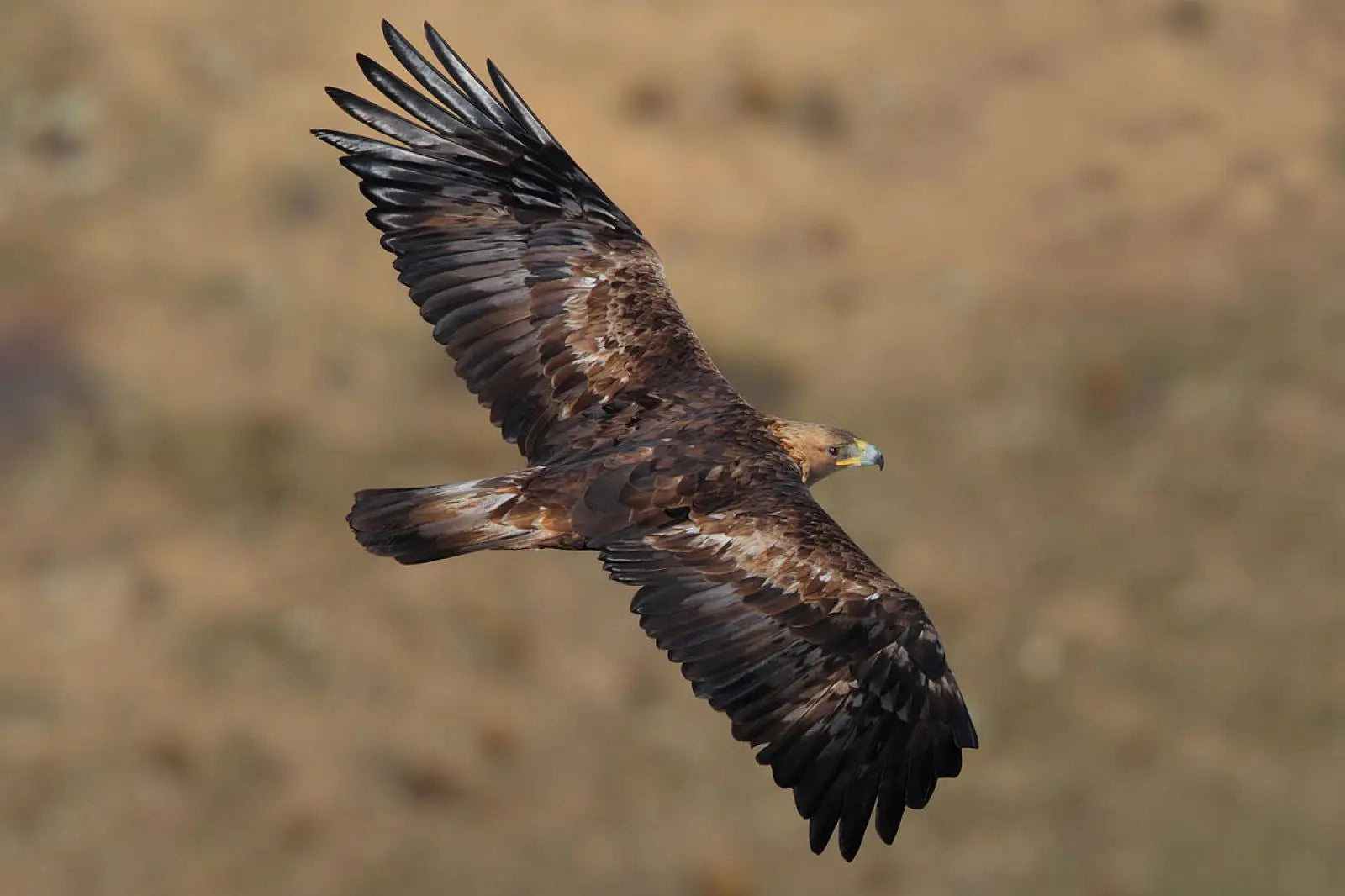 Majestic golden eagle soaring over the rugged landscapes near Uig Lodge, highlighting the rich wildlife of the Isle of Lewis.